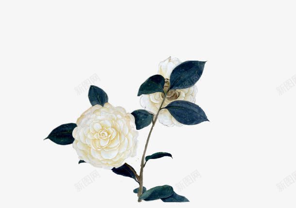 白色山茶花png免抠素材_新图网 https://ixintu.com 山茶 山茶树 白色 装饰