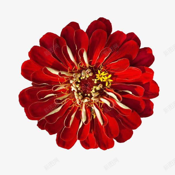 鲜花元素抽象花朵png免抠素材_新图网 https://ixintu.com 唯美 花卉图案 花卉图案素材 花束 鲜花 鲜花图片 鲜花花卉