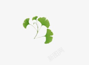树叶花边树叶底纹素png免抠素材_新图网 https://ixintu.com 叶子 树叶图片 树叶图片素材 树叶背景图片素材 树叶飘落图片素材 绿色树叶元素 透明树叶素材 银杏叶