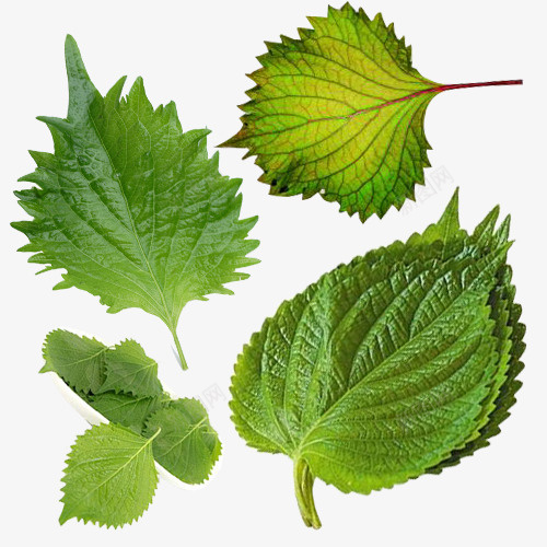 茂密的紫苏叶png免抠素材_新图网 https://ixintu.com 双子叶植物纲 味微辛 唇形科 塔花族 气清香 紫苏叶