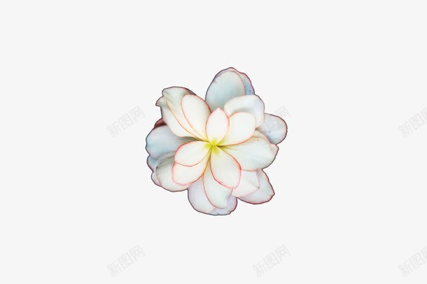 白色素雅小花png免抠素材_新图网 https://ixintu.com 可爱 白色 素雅 花朵