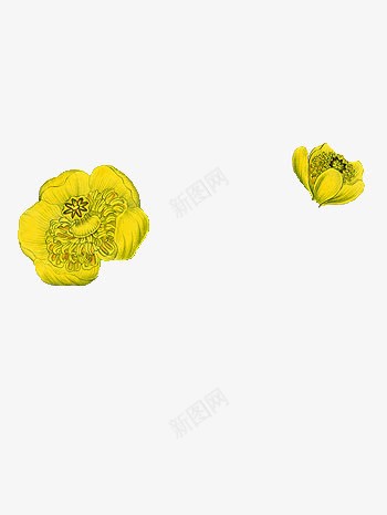 可爱清雅小黄花png免抠素材_新图网 https://ixintu.com 可爱 清雅 花儿 花朵 黄色