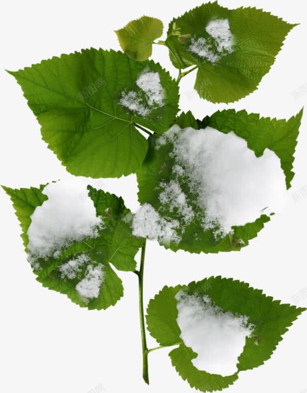 实拍棉花球绿叶植物png免抠素材_新图网 https://ixintu.com 产品实物 棉花球 植物棉花 绿色叶子