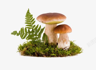 野外的菇png免抠素材_新图网 https://ixintu.com 叶子 毒性 草地
