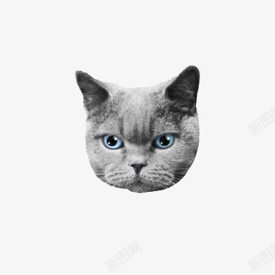 一个神情专注的猫头png免抠素材_新图网 https://ixintu.com 一个 实物 猫头 神情专注