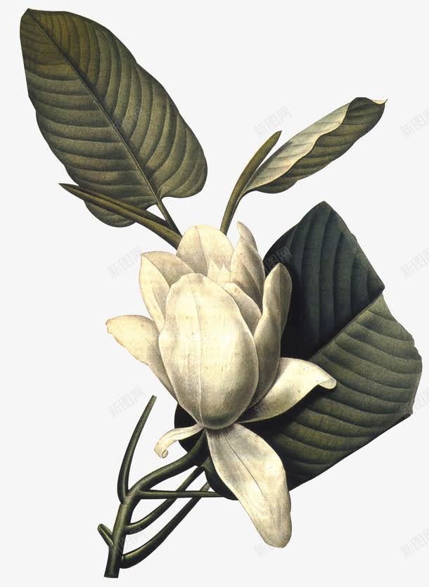 精绘彩色手绘植物绿叶植物白花png免抠素材_新图网 https://ixintu.com 彩色手绘 植物 植物白花 精绘 绿叶