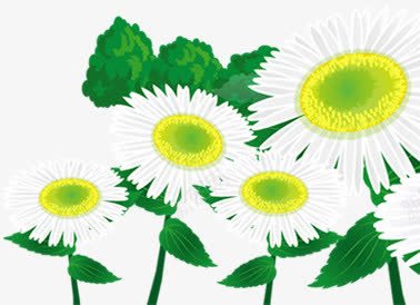 白色向日葵花朵树叶png免抠素材_新图网 https://ixintu.com 向日葵 树叶 白色 花朵