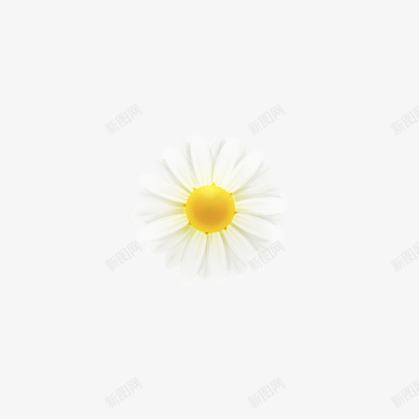 白黄色的花png免抠素材_新图网 https://ixintu.com 手绘 白色 花 黄色