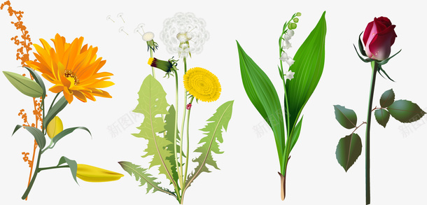 4款逼真花矢量图eps免抠素材_新图网 https://ixintu.com 手绘花 植物 矢量素材 花素材 花装饰 花边 逼真花 矢量图