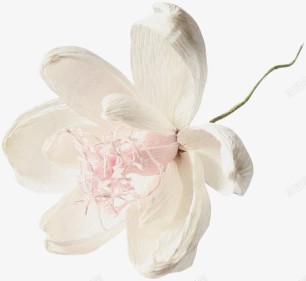 白花png免抠素材_新图网 https://ixintu.com 洁白 粉嫩 美丽 花