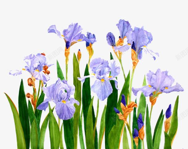 蓝色花朵绿色叶子手绘花朵png免抠素材_新图网 https://ixintu.com 叶子 手绘 绿色 花朵 蓝色