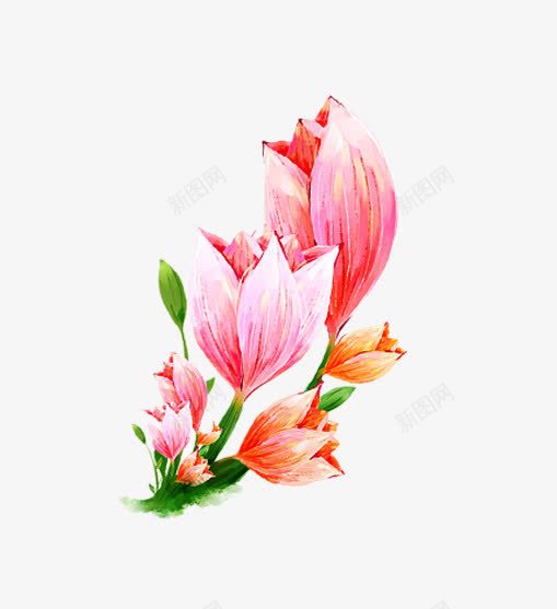 粉色花苞手绘插画png免抠素材_新图网 https://ixintu.com 手绘 插画 粉色花苞 花卉植物