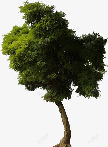 园林植物装饰图案png免抠素材_新图网 https://ixintu.com 园林 园艺 植物 装饰