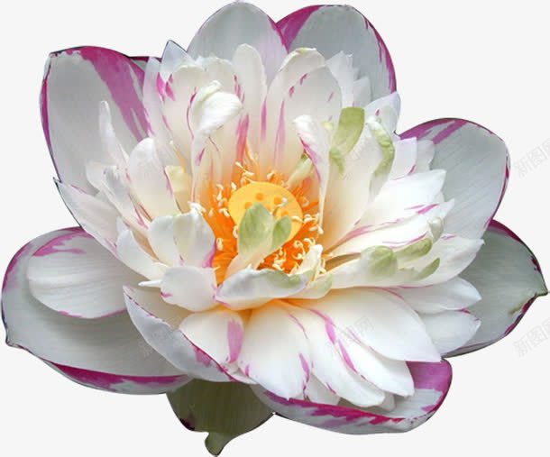童话魔幻里的花png免抠素材_新图网 https://ixintu.com 哥特风 复古素材 暗黑 欧式 童话里的花 魔幻