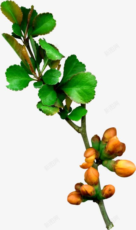 淡绿花骨朵png免抠素材_新图网 https://ixintu.com 免抠PNG 图片素材 淡绿 花骨朵