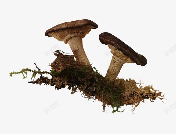 新鲜菌类png免抠素材_新图网 https://ixintu.com 产品实物 免费png 时令蔬菜 绿色食品 食材