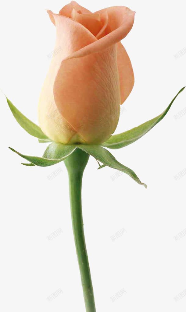 教师节粉色花朵海报png免抠素材_新图网 https://ixintu.com 教师节 海报 粉色 花朵