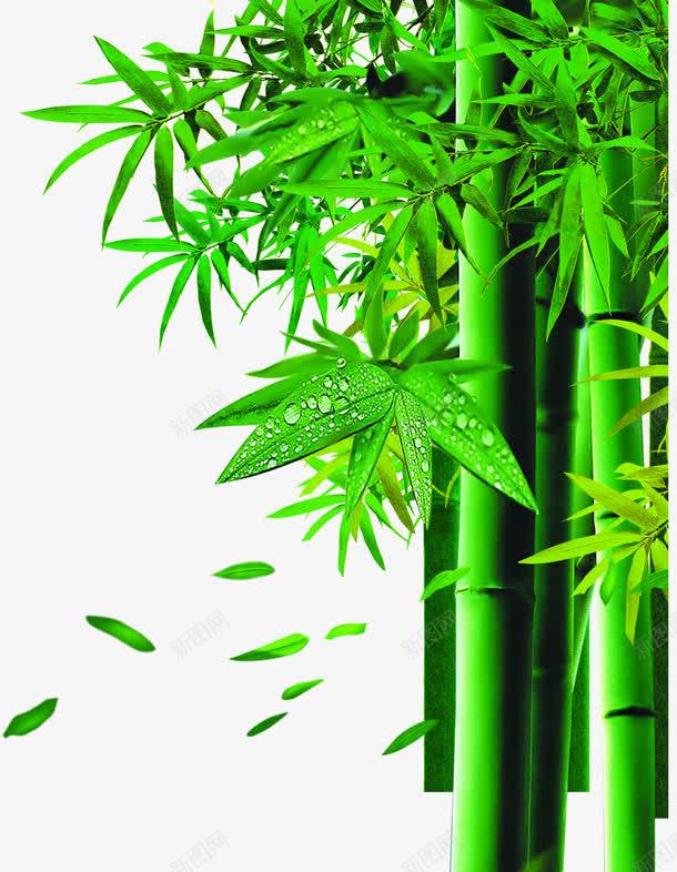 清新绿色竹叶竹林png免抠素材_新图网 https://ixintu.com 清新 竹叶 竹林 绿色