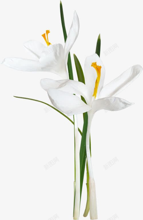 植物白色花朵叶子修饰png免抠素材_新图网 https://ixintu.com 修饰 叶子 植物 白色 花朵