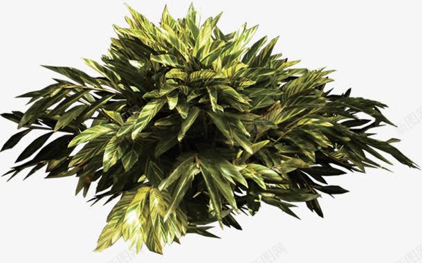 环境渲染效果黄色草本植物png免抠素材_新图网 https://ixintu.com 效果 渲染 环境 草本植物 黄色