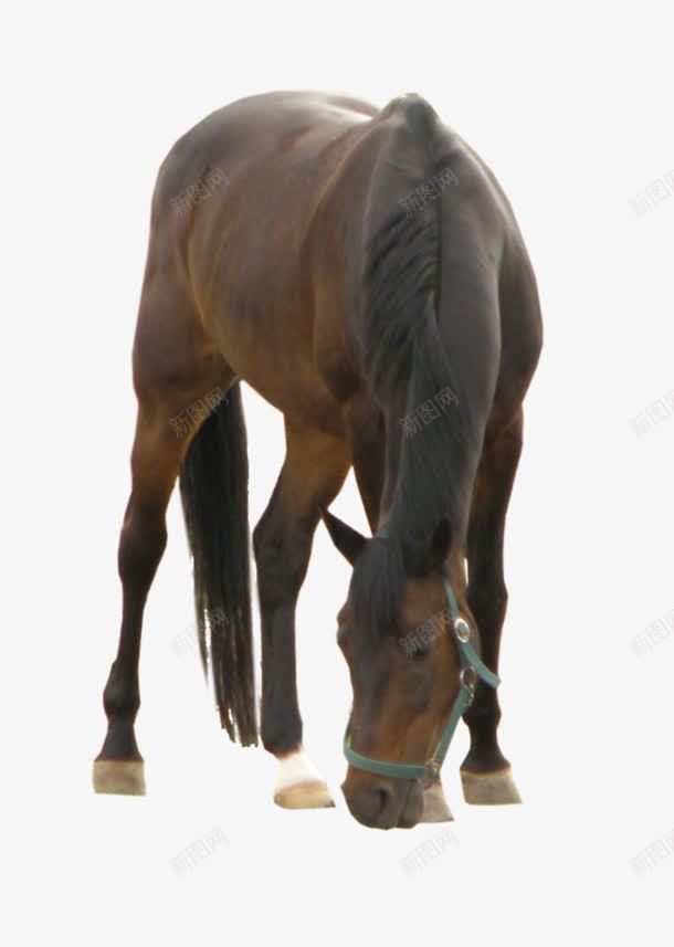 吃草的马png免抠素材_新图网 https://ixintu.com png素材 吃草的马