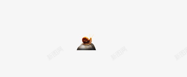 动物蜗牛psd免抠素材_新图网 https://ixintu.com 动物蜗牛