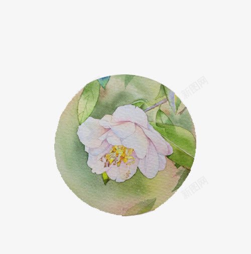 手绘山茶花png免抠素材_新图网 https://ixintu.com 手绘 白茶花 花朵 茶花 设计