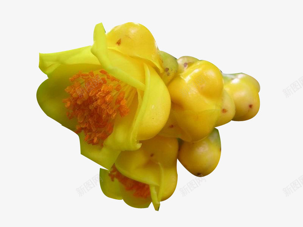 金花茶png免抠素材_新图网 https://ixintu.com 花朵 花茶 金花茶 黄色