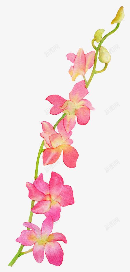 手绘花朵绿叶蝴蝶兰png免抠素材_新图网 https://ixintu.com 绿叶 花朵 蝴蝶