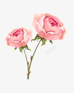 粉色玫瑰花情人节素材
