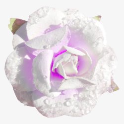 白色花卉花朵花瓣紫色花蕾素材