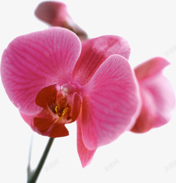 桃花粉色png免抠素材_新图网 https://ixintu.com 桃花 爱情 粉色 装饰