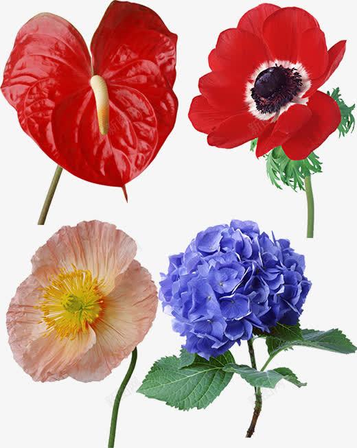 花儿png免抠素材_新图网 https://ixintu.com 火鹤花 红蓝色 装饰