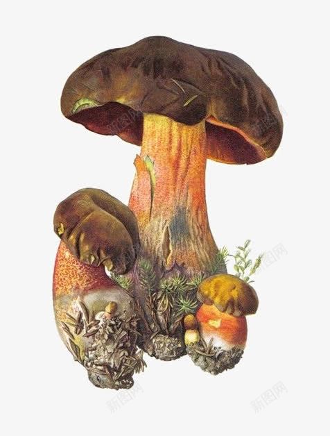 干瘪的香菇png免抠素材_新图网 https://ixintu.com 干瘪 手绘 食材 香菇