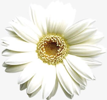白色唯美完整花朵png免抠素材_新图网 https://ixintu.com 完整 白色 花朵