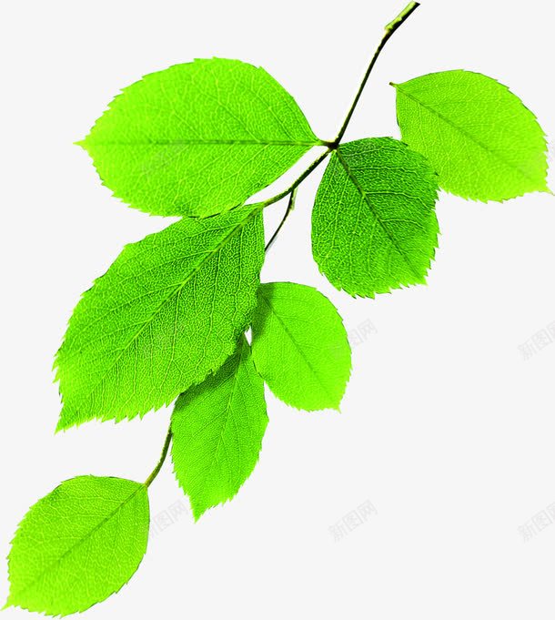 绿色草本植物摄影树叶png免抠素材_新图网 https://ixintu.com 摄影 树叶 绿色 草本植物