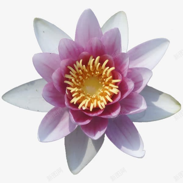 一朵玉兰花png免抠素材_新图网 https://ixintu.com 清新 玉兰花 白色