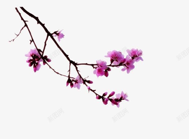 红色花朵树枝褐色树枝png免抠素材_新图网 https://ixintu.com 树枝 红色 花朵 褐色