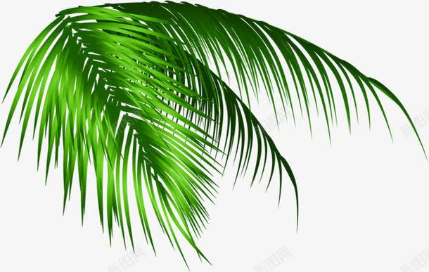 夏日海报绿色植物效果卡通棕叶png免抠素材_新图网 https://ixintu.com 卡通 夏日 效果 海报 绿色植物