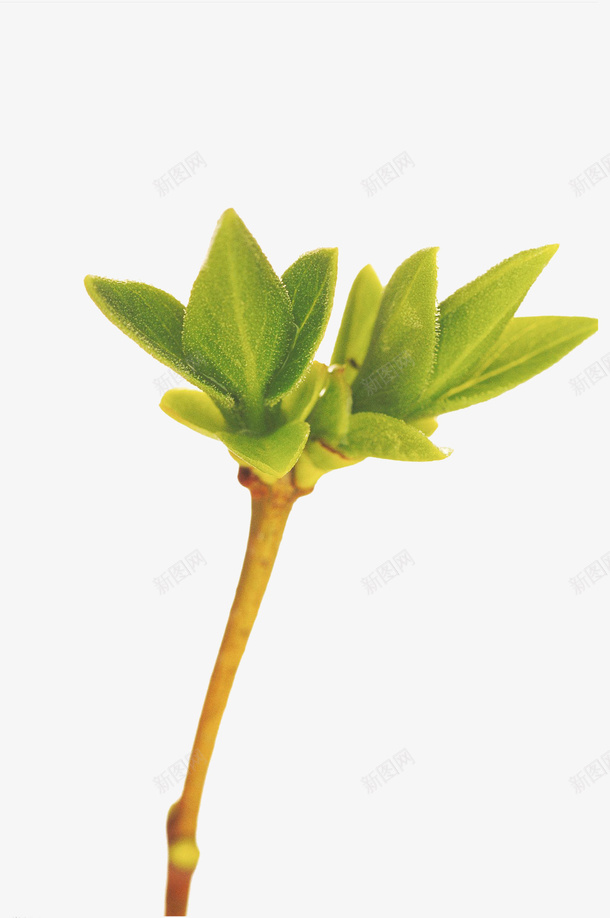 植物绿叶新芽png免抠素材_新图网 https://ixintu.com 叶子 叶芽 大自然 嫩芽 新叶 枝丫 树叶 树枝 植物 绿色