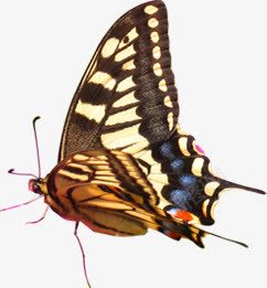 黄色梦幻飞舞蝴蝶png免抠素材_新图网 https://ixintu.com 梦幻 蝴蝶 飞舞 黄色