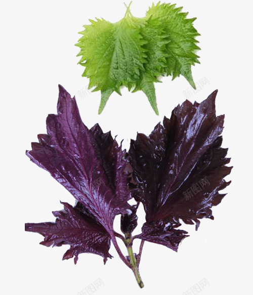 细小茎枝png免抠素材_新图网 https://ixintu.com 双子叶植物纲 唇形科 塔花族 直立草本 紫苏叶 色紫 香浓