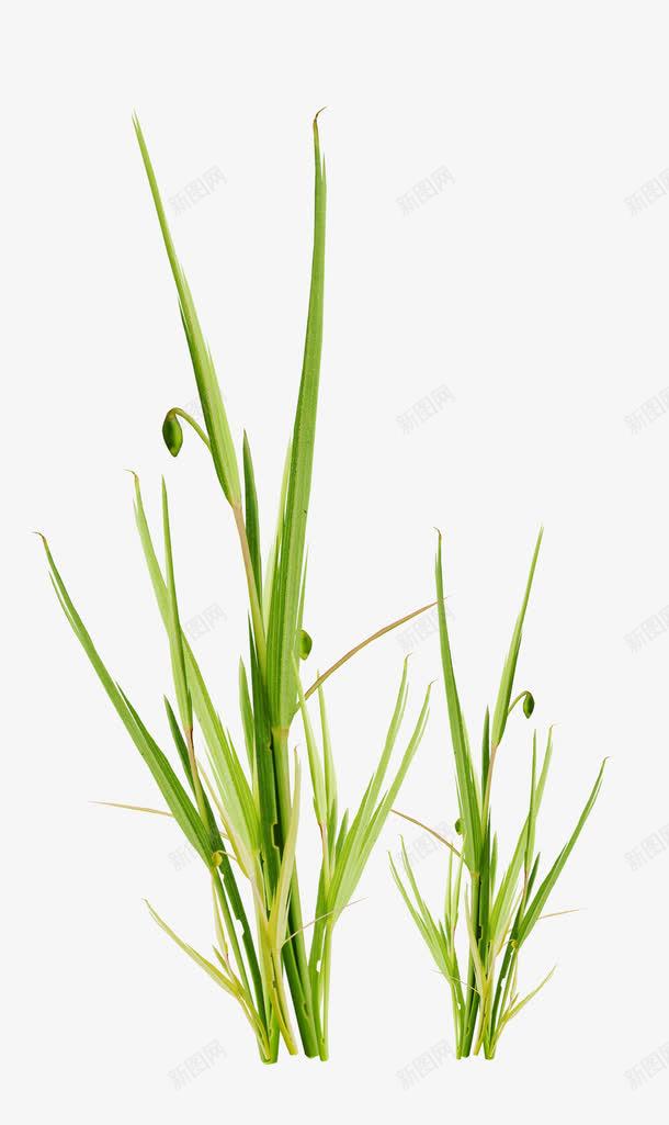 稻草植株png免抠素材_新图网 https://ixintu.com 植株 稻草 背景装饰