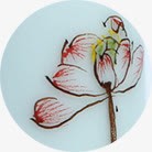 粉色手绘花朵陶瓷装饰png免抠素材_新图网 https://ixintu.com 粉色 花朵 装饰 陶瓷