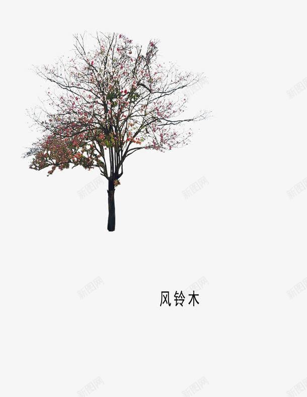 木本植物png免抠素材_新图网 https://ixintu.com 有叶 红色 风铃木