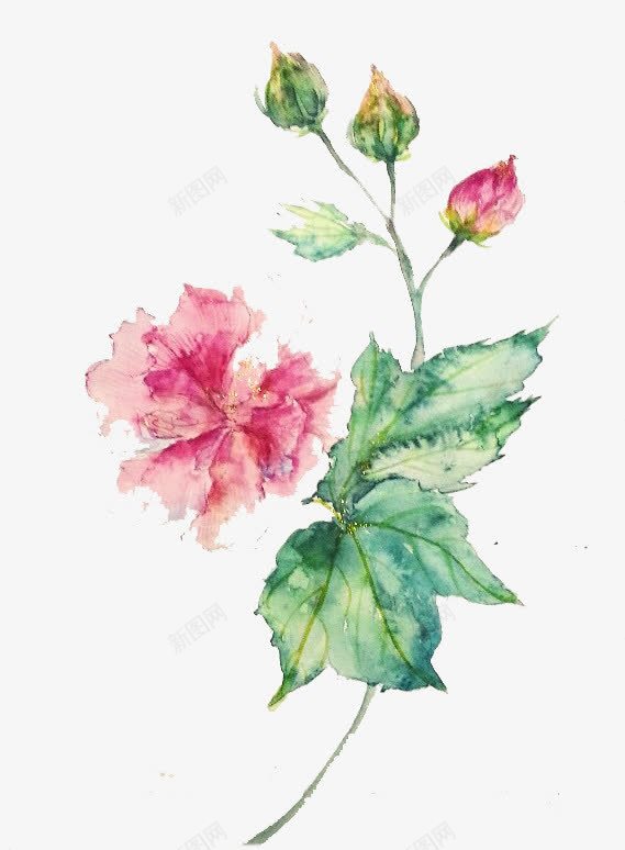 手绘木芙蓉png免抠素材_新图网 https://ixintu.com 免扣 手绘 木芙蓉 芙蓉 装饰
