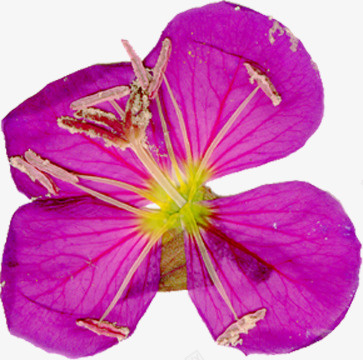 精美压花干花紫红色花朵png免抠素材_新图网 https://ixintu.com 压花 干花 精美 紫红色 花朵