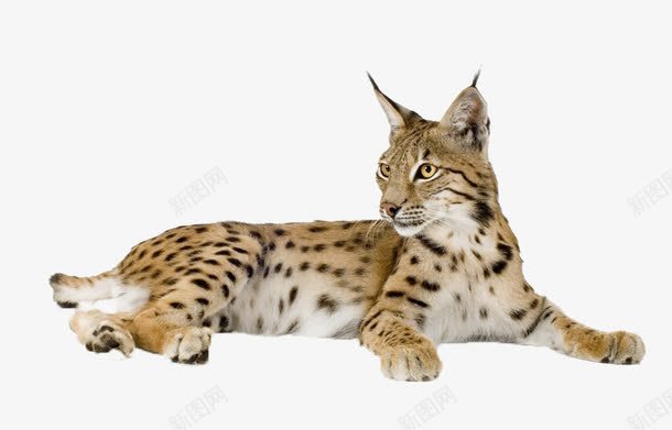 凶猛的豹子png免抠素材_新图网 https://ixintu.com 动物 猫科动物 花纹 豹子