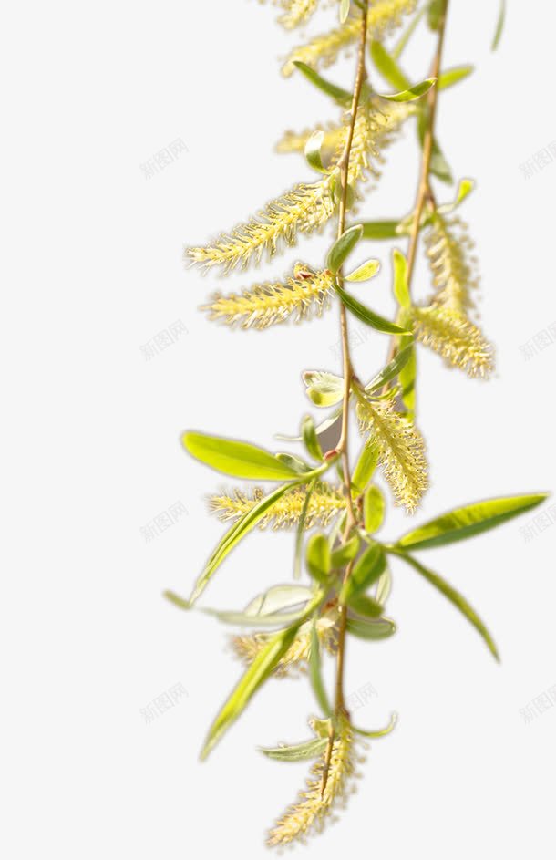 绿色春天植物美景png免抠素材_新图网 https://ixintu.com 春天 植物 绿色 美景