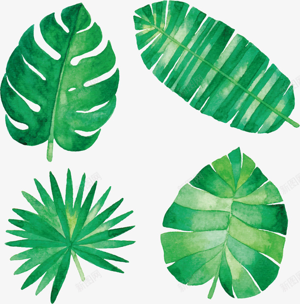 树叶植物叶子png免抠素材_新图网 https://ixintu.com 大叶子 树叶 水彩叶子 热带叶子